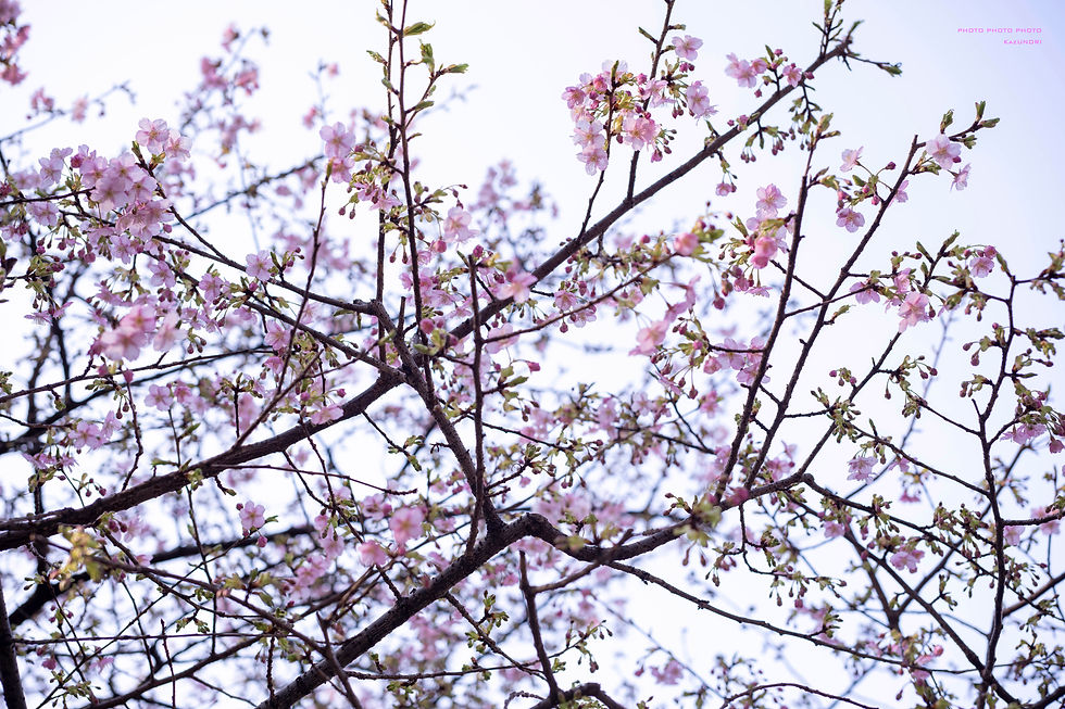 春はそこまで・・・!by 空倶楽部