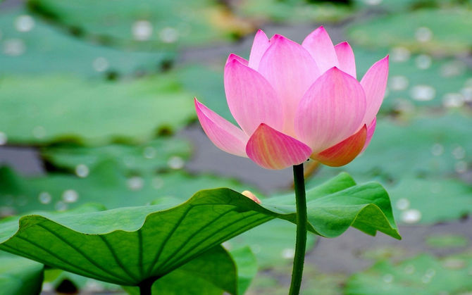 A Flor de Lótus e a transformação interna