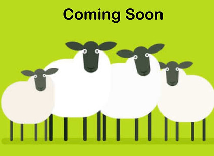 Shetland Sheep