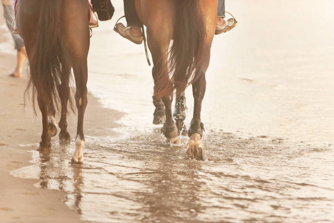 horse riding.webp