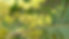 Sustainable_wattle-Australiawildflowerje