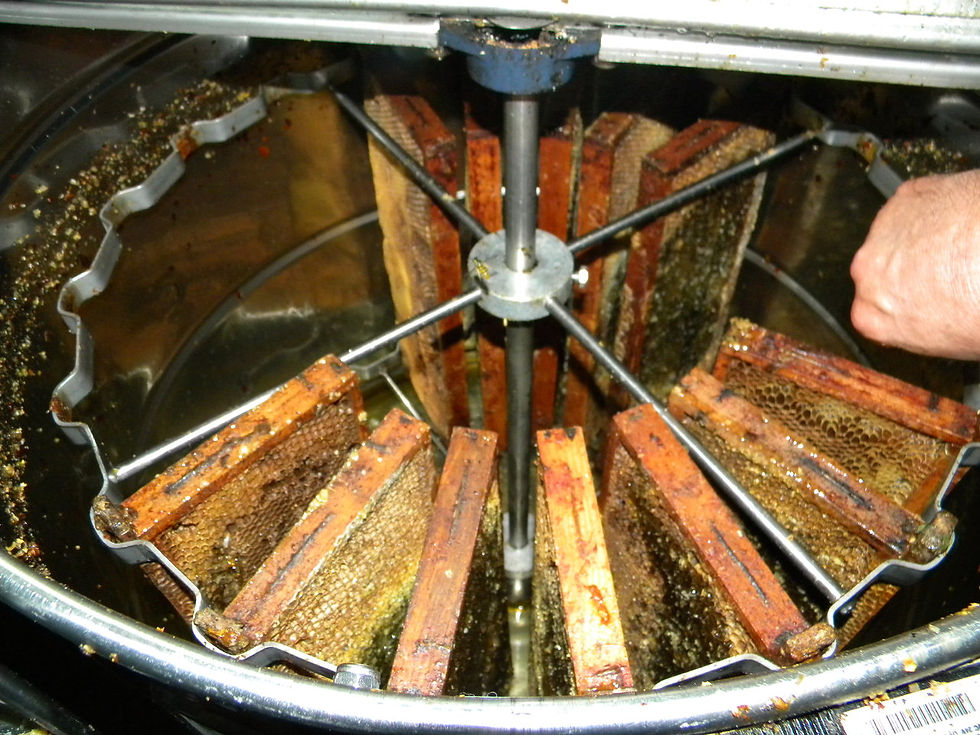 Extraction du miel 8