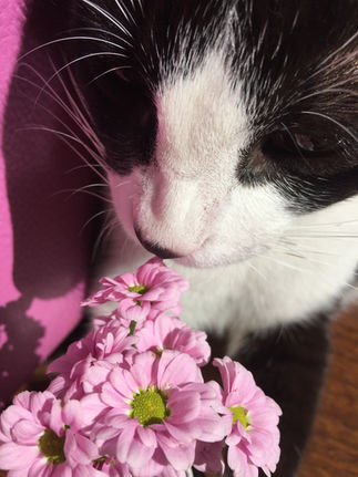 101 Motivos para ter um Gatinho