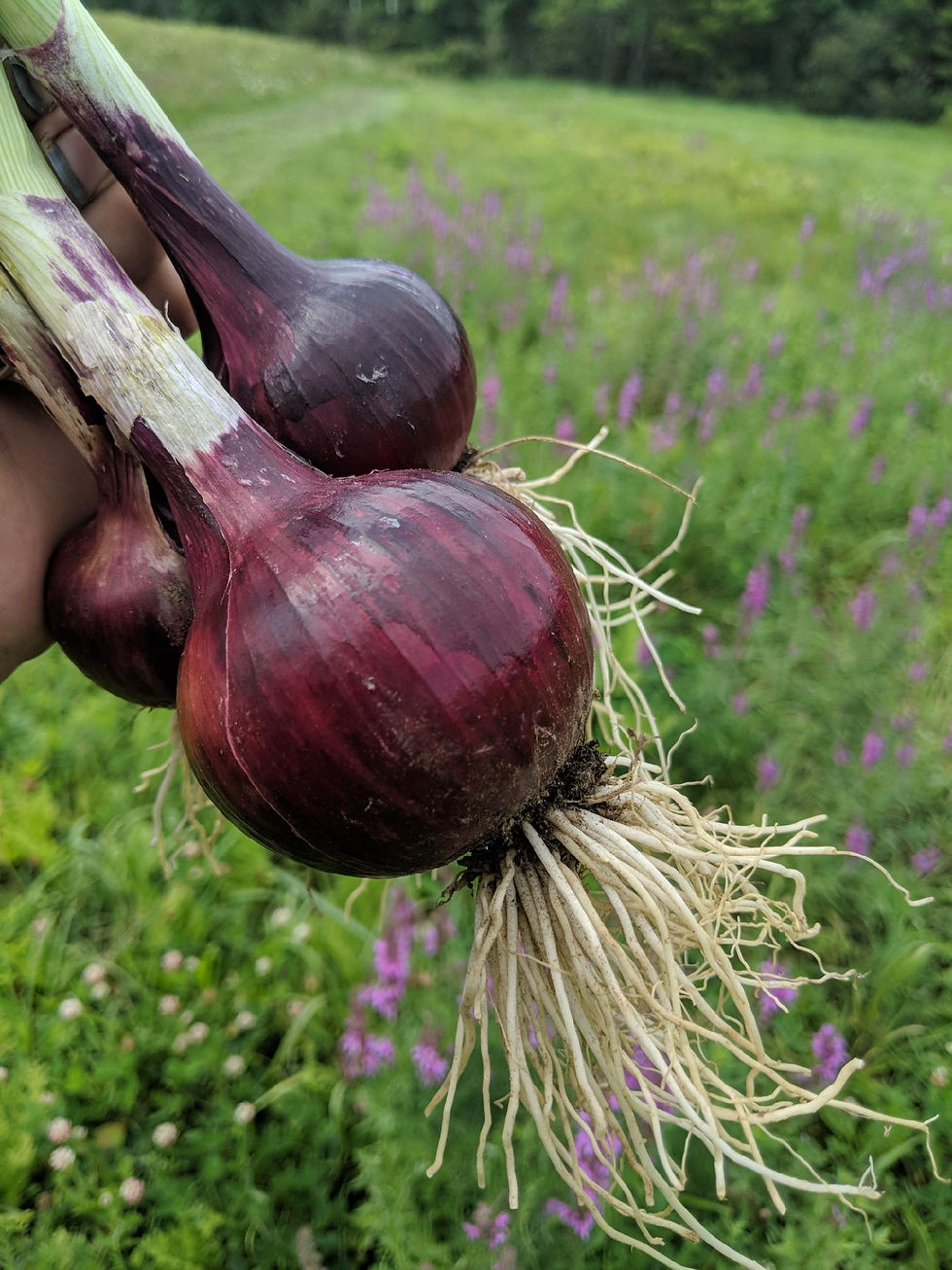 Red Onions