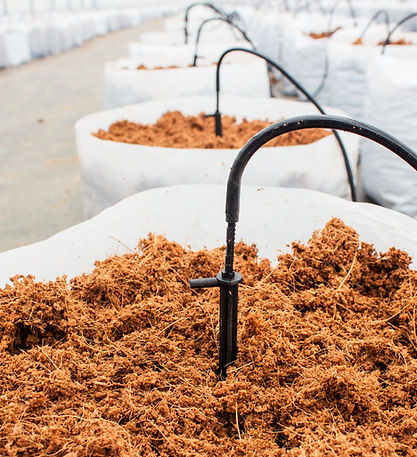 Cocopeat_hydro_home.jpg