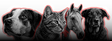 Caparedes (32)_edited.png