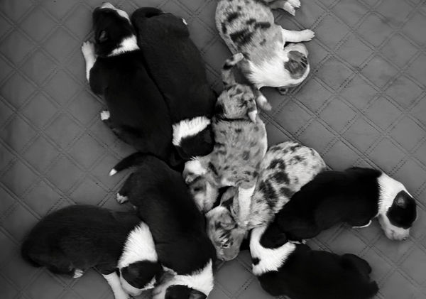 Australian shepherd puppy. Cute puppy. Red tri Australian shepherd puppy. Male Australian shepherd puppy. Photo of cute Australian Shepherd puppy. Beautiful Aussie.