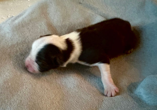 Wren. Caspian. Australian shepherd puppy. Cute puppy. Red tri Australian shepherd puppy. Male Australian shepherd puppy. Photo of cute Australian Shepherd puppy. Beautiful Aussie.