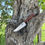 Thumbnail: Kitchen Knife 6’ (mesquite) 