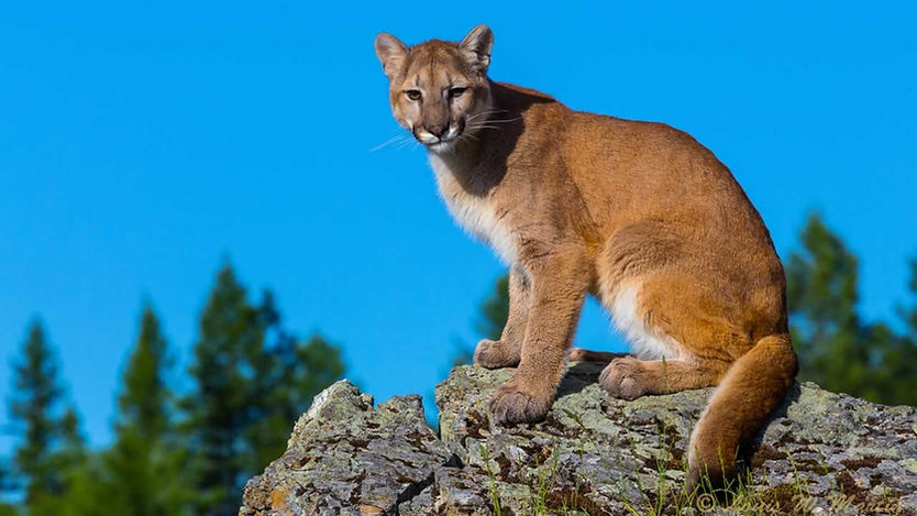 2456518_092617-kgo-mountain-lion-shutterstock-img.jpg