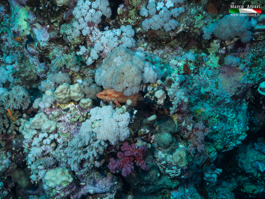 P7075982