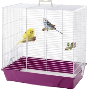 Los Mejores Consejos Para Criar Periquitos En Casa Descubrelo Pajaros Australianos Periquitos Aves De Compania