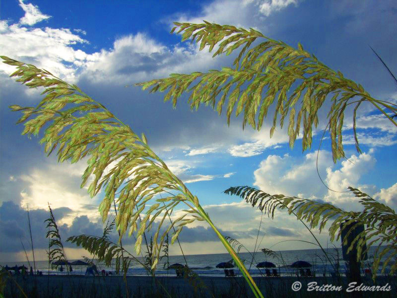 Sea Oats Myrtle Beach
