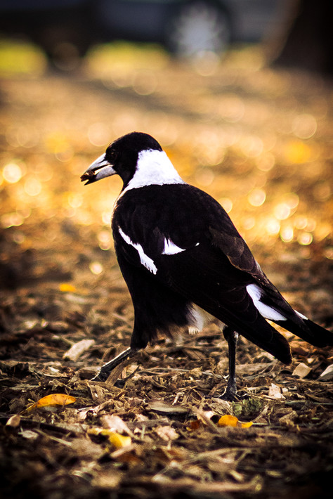 Australian Magpie. 2025
