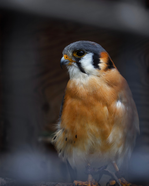 American Kestrel, Leslie Science & Nature Center. Ann Arbor, U.S. 2025