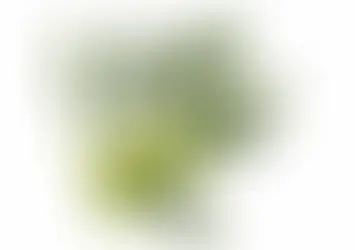 Листья оливы могут помочь здоровью, и вот как это происходит