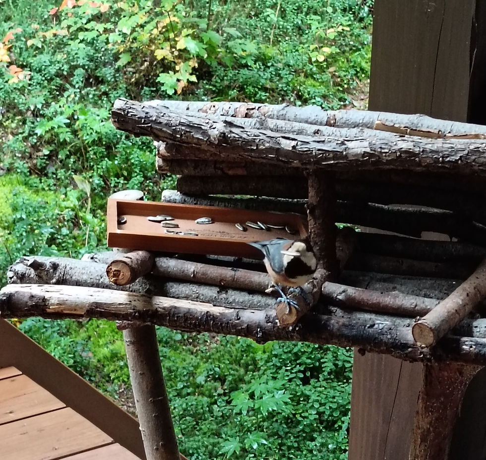 この子はヤマガラ。