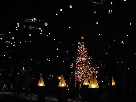 星降る森に誘われて