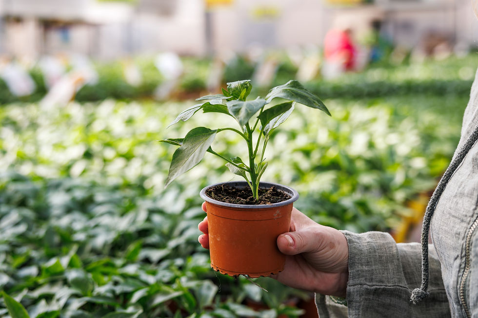 TRHA Plant Bring and Buy Sale