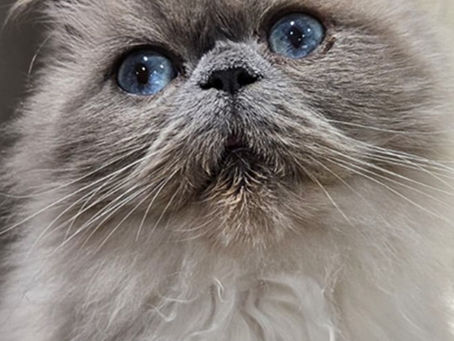 Arthur the blue-eyed cat after undergoing surgery on a corneal sequestrum.