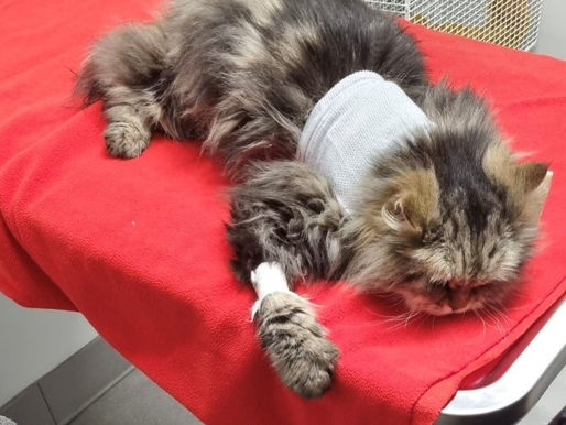 Cat undergoes lifesaving treatment after being given fake medicine.