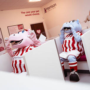 Stoke City FC mascots Pottermus and Pottermiss visit Harrison Family Vets, which sponsors their shirts.