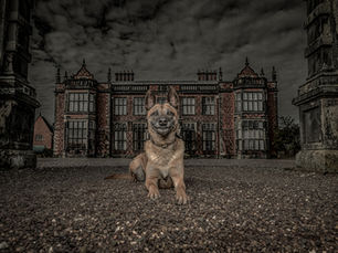 A dog pictured by Gerry Slade outside Arley Hall, Cheshire.