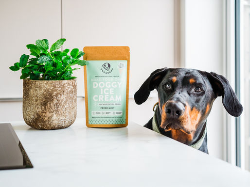 Dog with Dog & Bond's Doggy Ice Cream fresh mint variety.