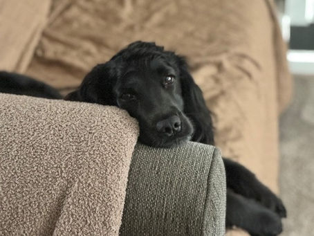 Willow, a dog whose liver slipped into her chest, was saved by surgery at Chestergates Veterinary Specialists.