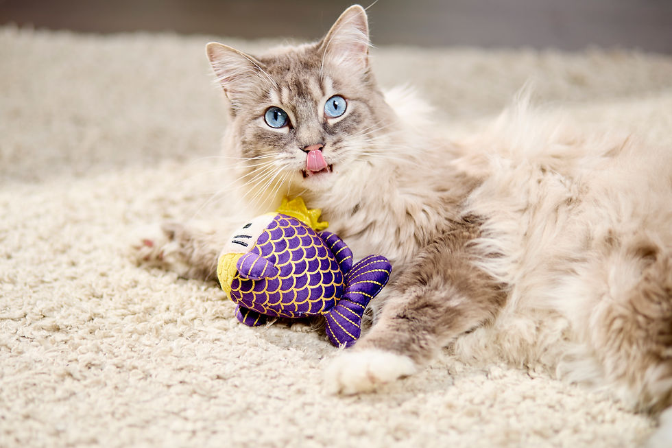 Image of cat with a toy from The Catnip Queen's Royal Collection.