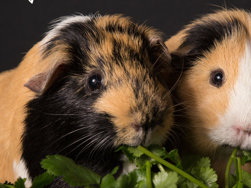 Generic image of two Guinea pigs eating leaves.