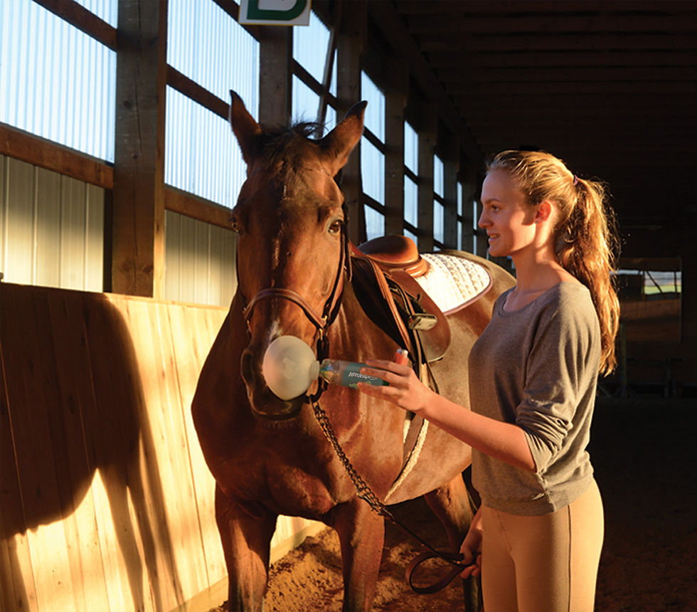 Horse using AeroHippus spacer, made by BreathEazy, during inhalation therapy.