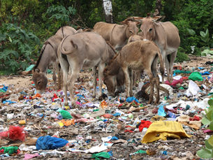 Donkeys foraging for food on wasteland strewn with plastic in Kenya
