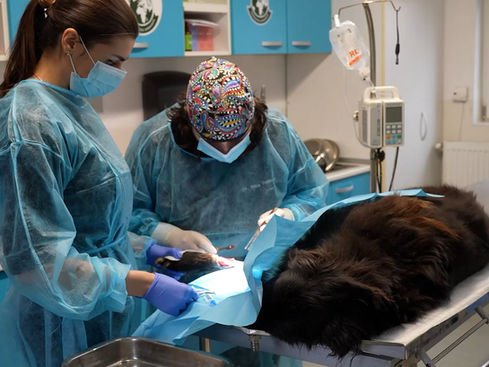 A dog undergoing surgery at Speranta Shelter, Romania, which looks after stray dogs.