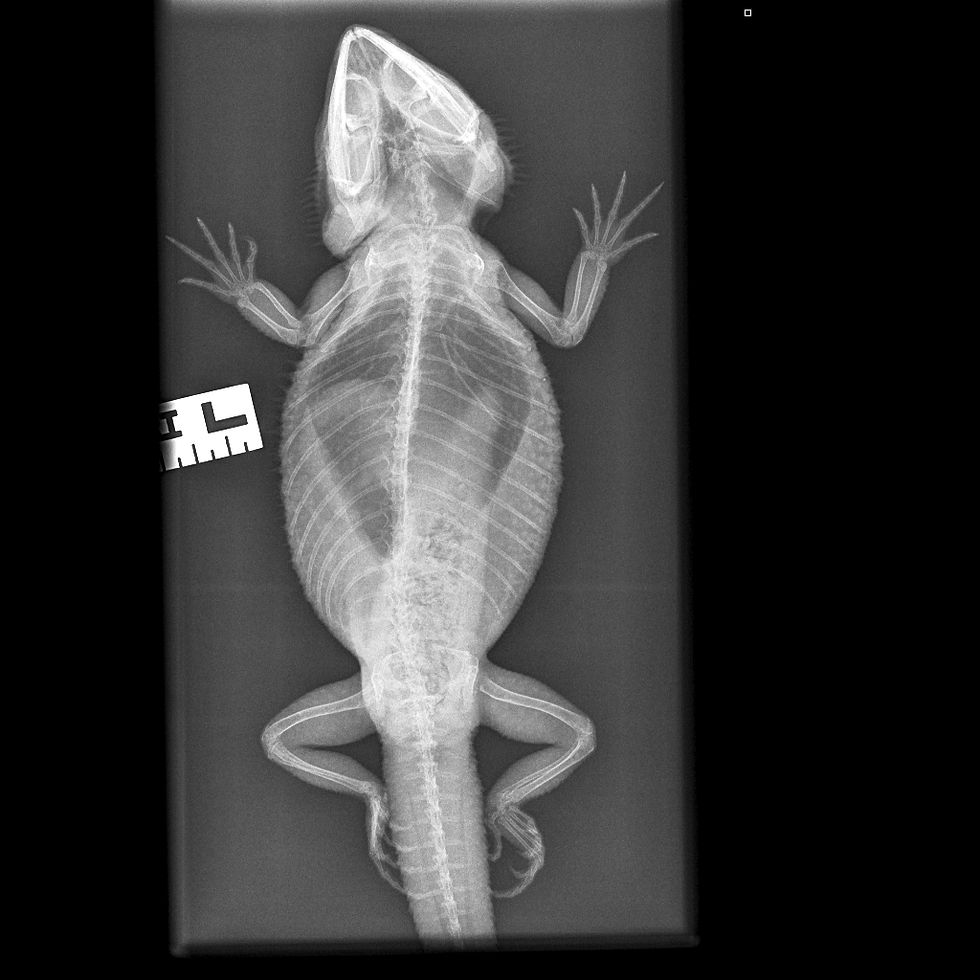Radiographic appearance of gastrointestinal impaction associated with inappropriate substrate ingestion.