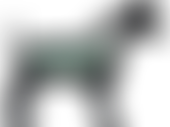 Model of dog wearing BreedFit by Surgery Suit.