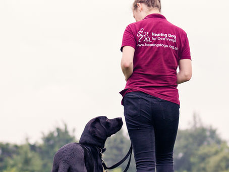 CVS raises over £85,000 for Hearing Dogs for Deaf People