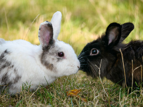 Generic image of two rabbits.