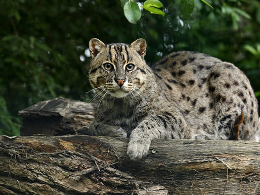 Boson the fishing cat takes it easy