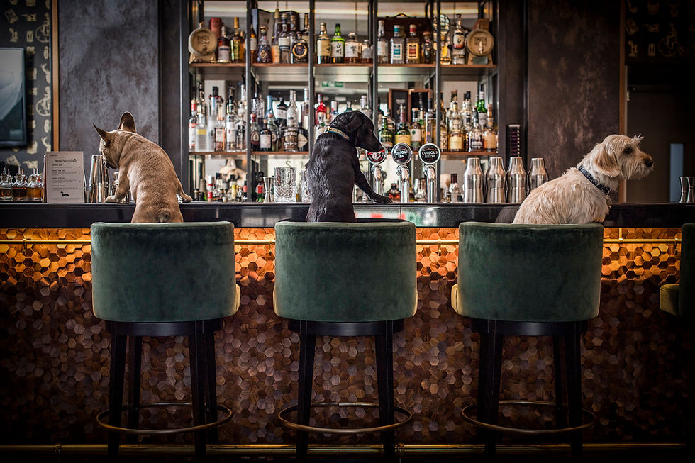 On the prowl for 'dogtails'