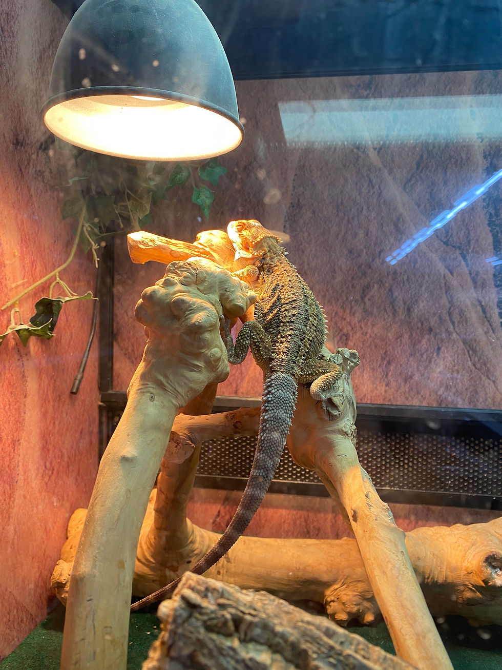 Example of a raised basking platform positioned directly beneath heat and UVB lighting.