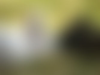 Generic image of two rabbits.