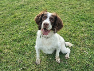 Whiskey the Springer Spaniel after undergoing a rare operation at East of England Veterinary Specialists