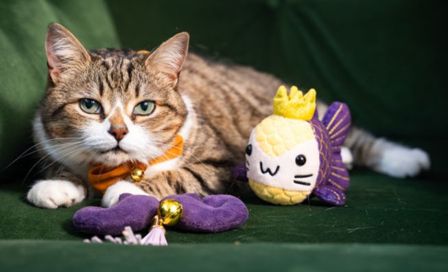 Cat with toy from The Catnip Queen.
