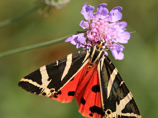 Image of a Jersey Tiger butterfly