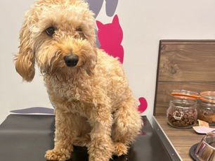 Penny the Cockapoo, the first pet to visit Harrison Family Vets' new practice in Callerton, near Newcastle.