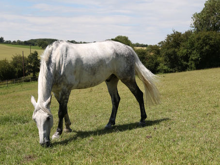A white horse in a field