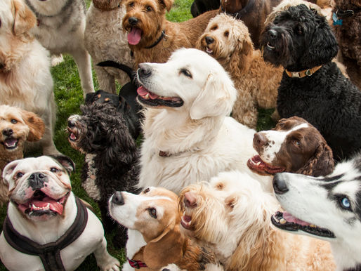 Dogs enjoying life with Halo Dogs