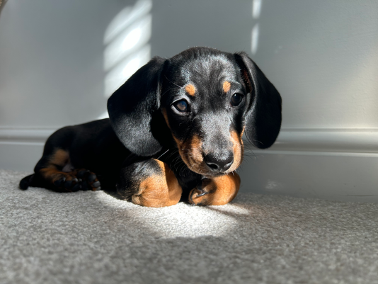 A Miniature Dachshund.