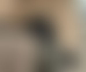 Image of Willow, a dog who was saved by emergency surgery at Chestergates Veterinary Specialists, Chester, after her liver slipped into her chest.